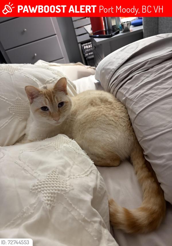Lost Male Cat last seen Cunningham Lane - Noons Creek, Port Moody, BC V3H