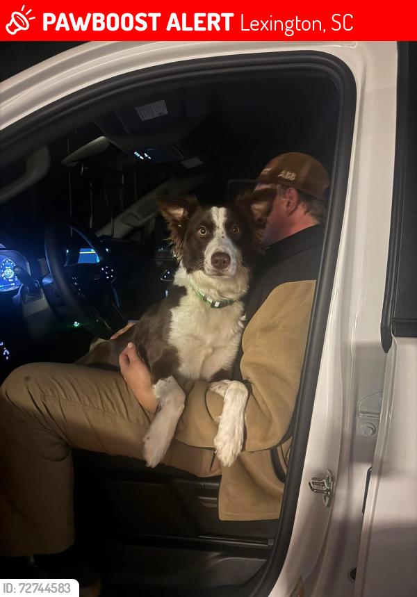 Lost Female Dog last seen Publix , Lexington, SC 29072