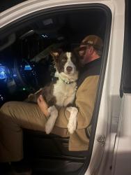 Lost Female Dog last seen Publix , Lexington, SC 29072