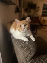 Lost Male Cat last seen APD 40, Cleveland, TN 37311