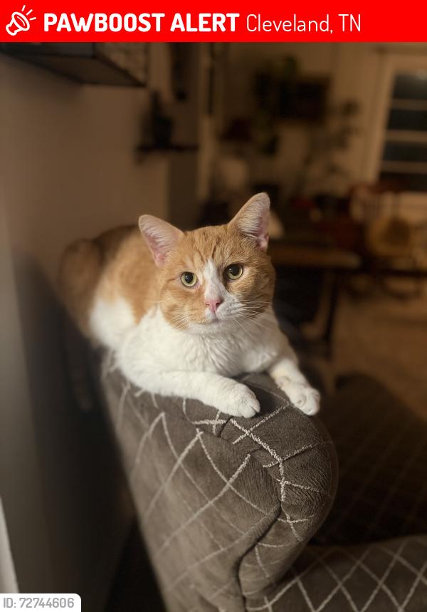 Lost Male Cat last seen APD 40, Cleveland, TN 37311