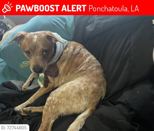 Lost Male Dog last seen Hwy 445, Ponchatoula, LA 70454