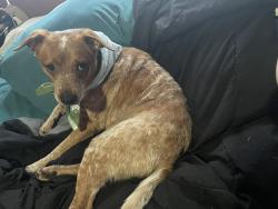 Lost Male Dog last seen Hwy 445, Ponchatoula, LA 70454