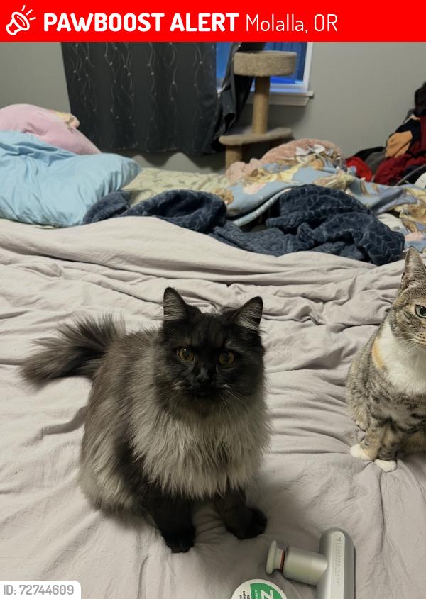 Lost Male Cat last seen Nature Park, Molalla, OR 97038