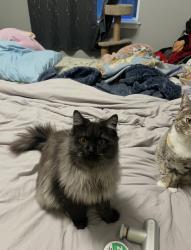 Lost Male Cat last seen Nature Park, Molalla, OR 97038
