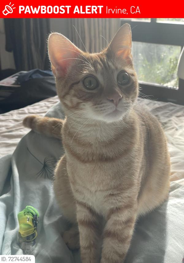 Lost Male Cat last seen Blue heron, copper creek, turtle rock, shady canyon , Irvine, CA 92603