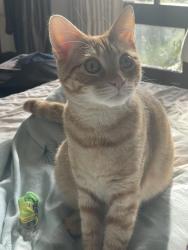 Lost Male Cat last seen Blue heron, copper creek, turtle rock, shady canyon , Irvine, CA 92603