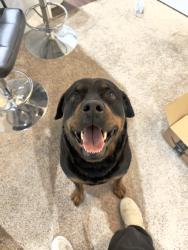 Found/Stray Male Dog last seen University Blvd and Inwood St., Dallas, TX 75209