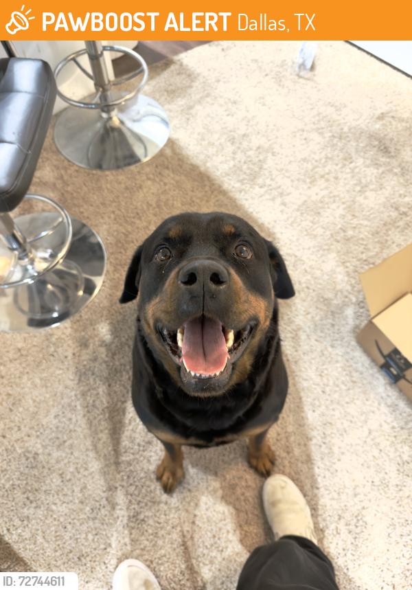 Found/Stray Male Dog last seen University Blvd and Inwood St., Dallas, TX 75209