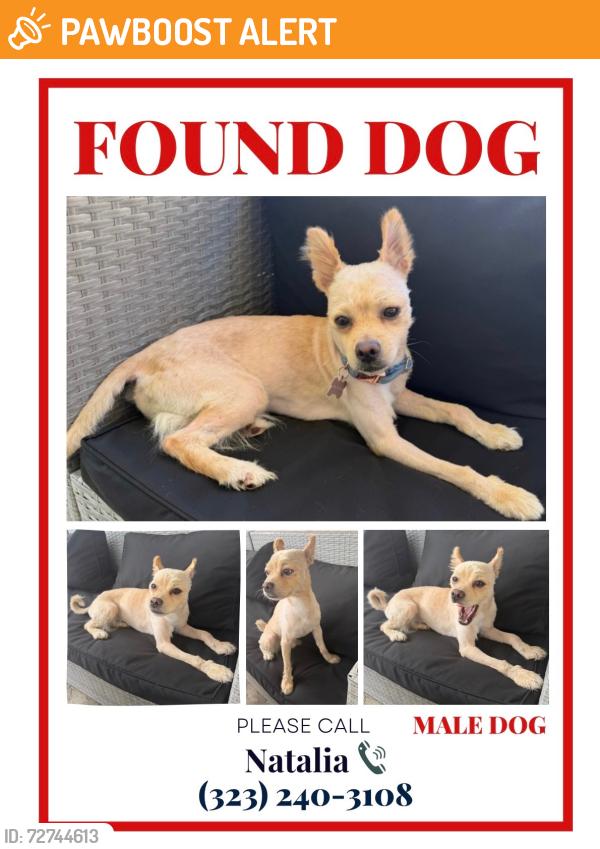 Found/Stray Male Dog last seen Pepper Brook Way and Azusa Ave, Hacienda Heights, CA 91745