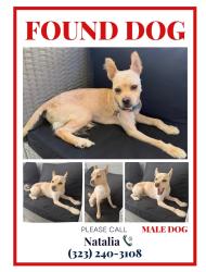 Found/Stray Male Dog last seen Pepper Brook Way and Azusa Ave, Hacienda Heights, CA 91745