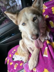 Found/Stray Female Dog last seen Elliott and Nebraska , Chandler, AZ 85224