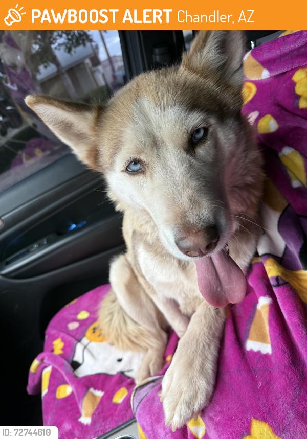 Found/Stray Female Dog last seen Elliott and Nebraska , Chandler, AZ 85224