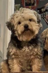 Lost Male Dog last seen Near and old 22, Bethel, PA 19507