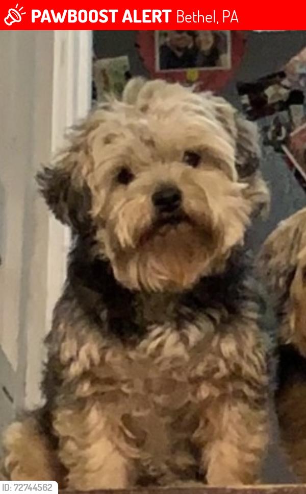 Lost Male Dog last seen Near and old 22, Bethel, PA 19507
