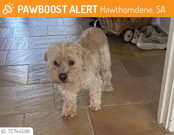 Found/Stray Male Dog last seen Renfrew drive hawthorndene , Hawthorndene, SA 5051