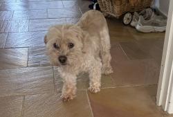 Found/Stray Male Dog last seen Renfrew drive hawthorndene , Hawthorndene, SA 5051