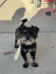 Lost Male Dog last seen Higley and Southern, Mesa, AZ 85206