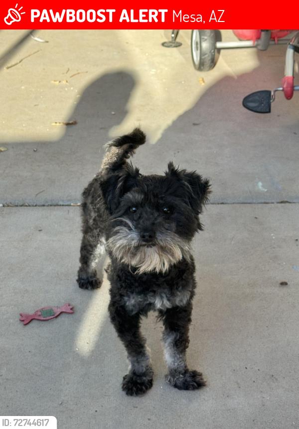 Lost Male Dog last seen Higley and Southern, Mesa, AZ 85206