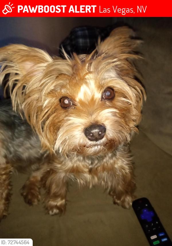 Lost Male Dog last seen N JONES BLVD & VEGAS DR, Las Vegas, NV 89108