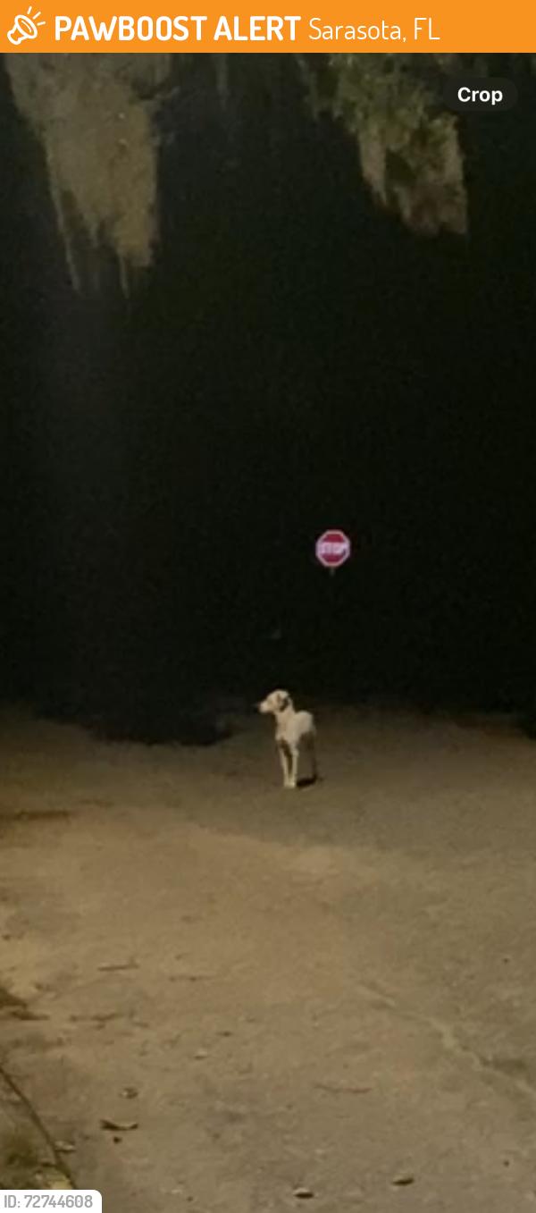 Found/Stray Unknown Dog last seen Clark Dr. & 32nd street , Sarasota, FL 34234