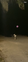 Found/Stray Unknown Dog last seen Clark Dr. & 32nd street , Sarasota, FL 34234
