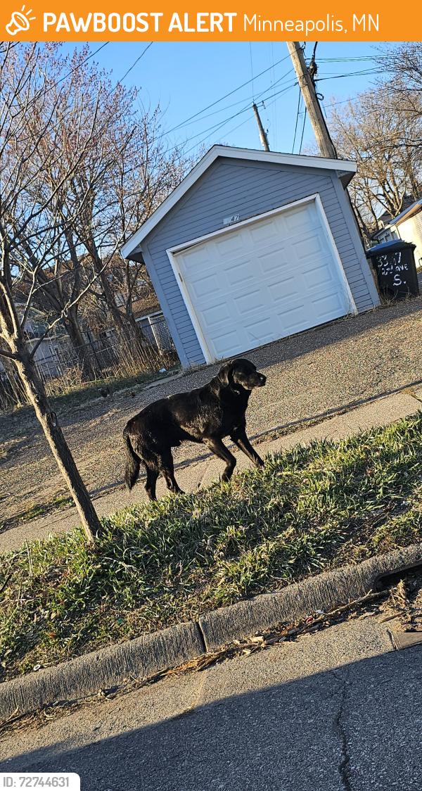 Found/Stray Unknown Dog last seen Cerca de la 2nd ave S, Minneapolis, MN 55408