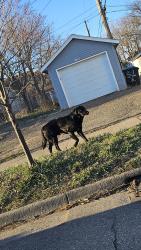 Found/Stray Unknown Dog last seen Cerca de la 2nd ave S, Minneapolis, MN 55408