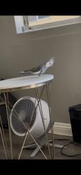 Lost Male Bird last seen El selinda and love land st, Bell Gardens, CA 90201