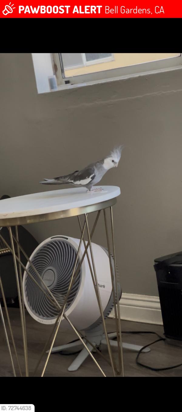 Lost Male Bird last seen El selinda and love land st, Bell Gardens, CA 90201