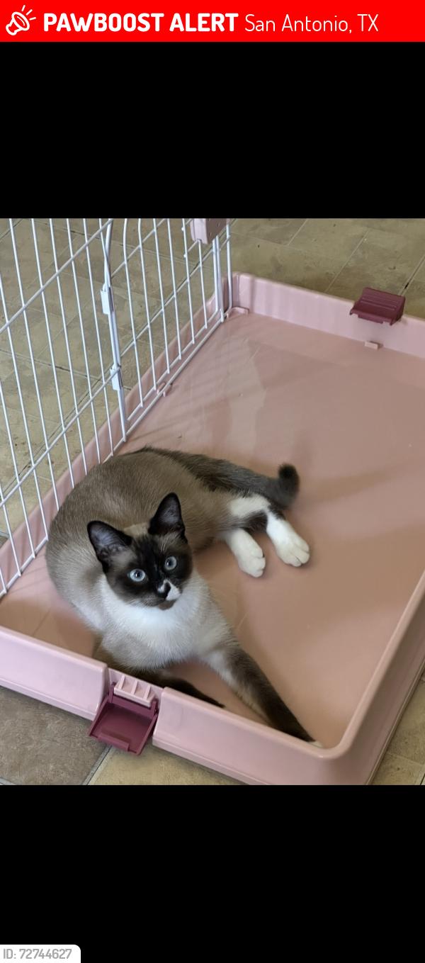 Lost Female Cat last seen Moores creek and lake Champlain street San Antonio Texas 78233, San Antonio, TX 78233