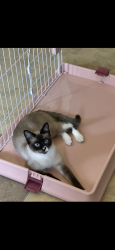Lost Female Cat last seen Moores creek and lake Champlain street San Antonio Texas 78233, San Antonio, TX 78233