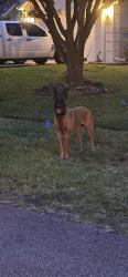 Found/Stray Female Dog last seen SE Cabana Lane and SE Buccaneer Circle , Port St. Lucie, FL 34952