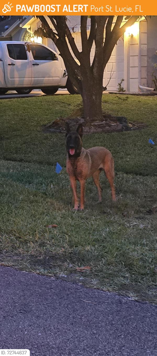 Found/Stray Female Dog last seen SE Cabana Lane and SE Buccaneer Circle , Port St. Lucie, FL 34952