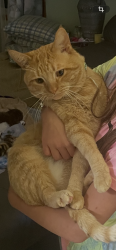 Lost Male Cat last seen Rasp Drive and Suncrest Drive, Schlusser, PA 17013