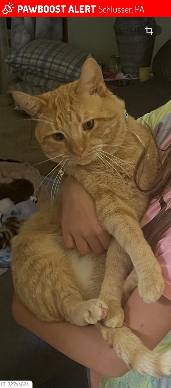 Lost Male Cat last seen Rasp Drive and Suncrest Drive, Schlusser, PA 17013
