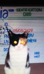 Lost Female Cat last seen The Alameda Rose garden area 95126 , San Jose, CA 95126
