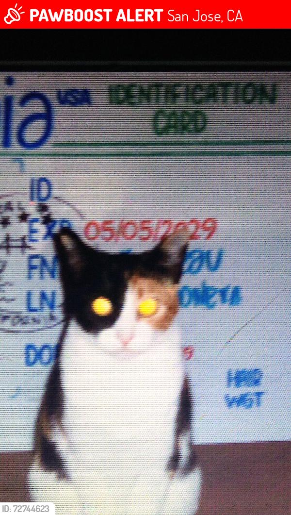 Lost Female Cat last seen The Alameda Rose garden area 95126, San Jose, CA 95126