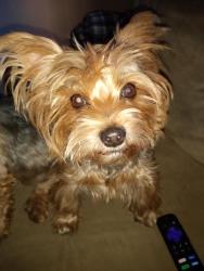 Lost Male Dog last seen N JONES & VEGAS DR, Las Vegas, NV 89146