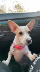 Lost Female Dog last seen Near San Miguel Ave , Los Lunas, NM 87031