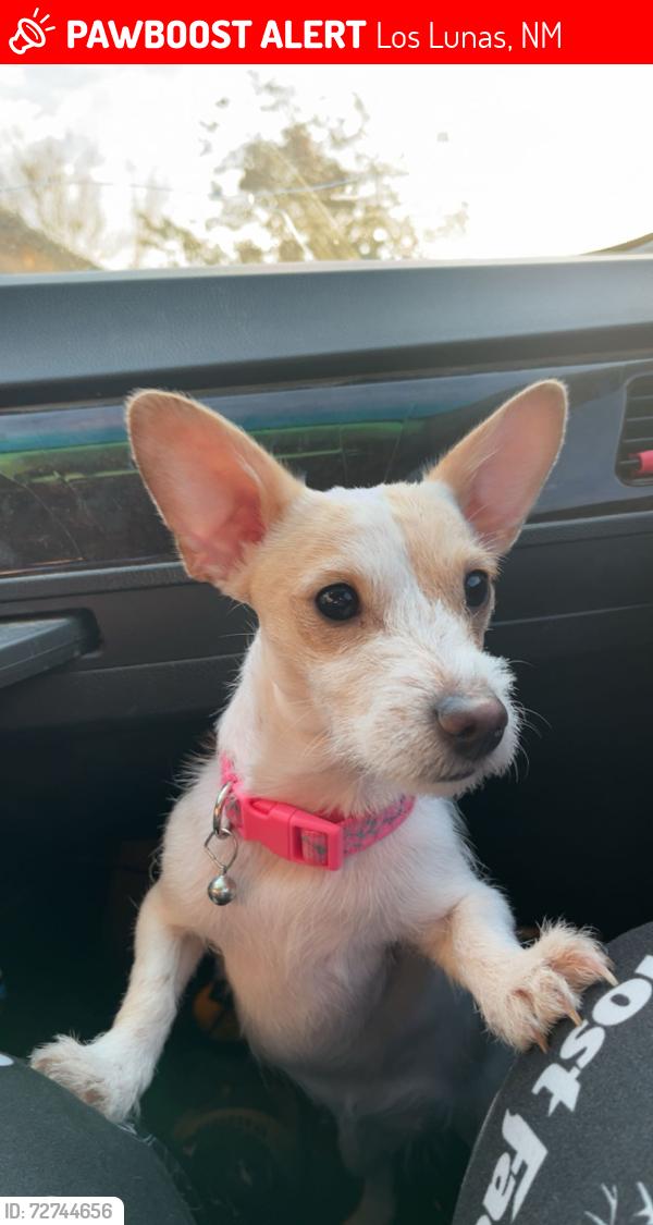 Lost Female Dog last seen Near San Miguel Ave, Los Lunas, NM 87031