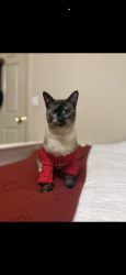 Lost Female Cat last seen Ranchito del rio dr , Salinas, CA 93908