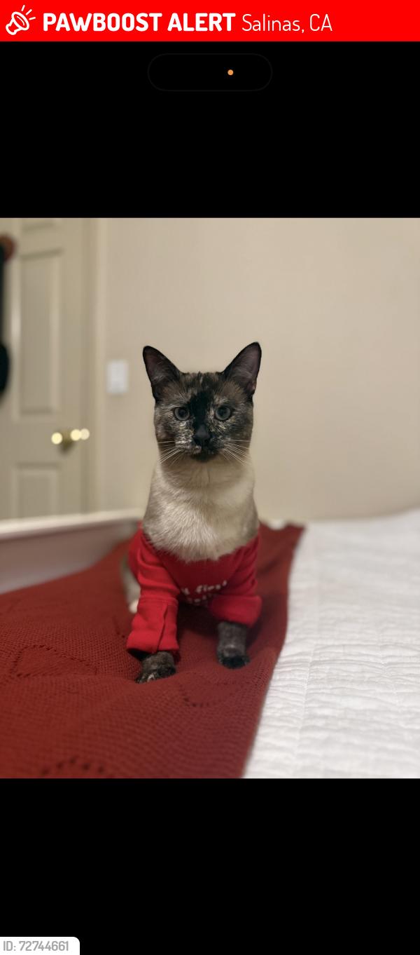 Lost Female Cat last seen Ranchito del rio dr , Salinas, CA 93908