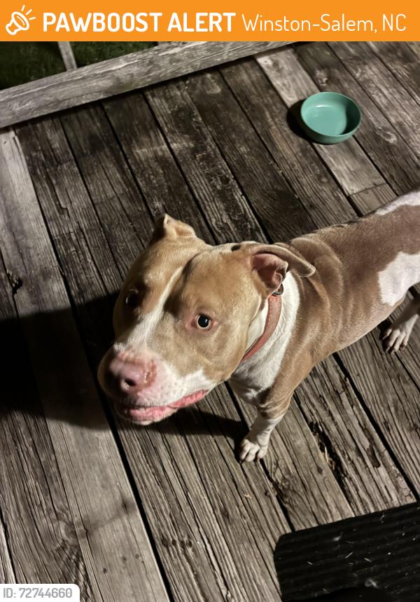 Found/Stray Male Dog last seen South Main/Fishel , Winston-Salem, NC 27107