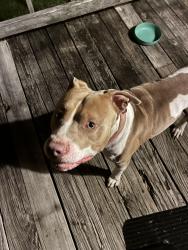 Found/Stray Male Dog last seen South Main/Fishel , Winston-Salem, NC 27107