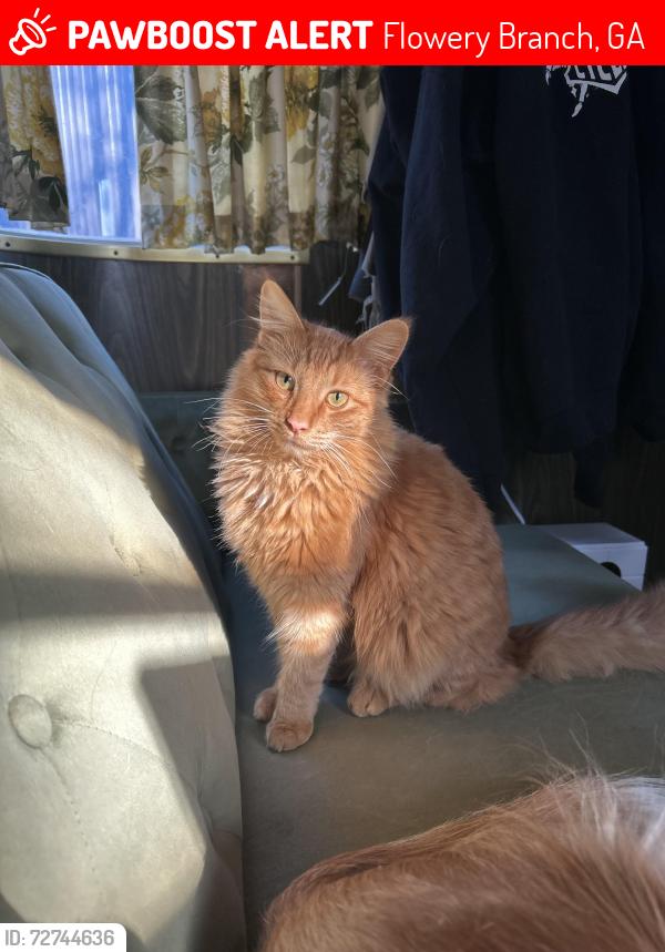 Lost Male Cat last seen Flowery way and Atlanta highway, Flowery Branch, GA 30542