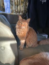 Lost Male Cat last seen Flowery way and Atlanta highway, Flowery Branch, GA 30542