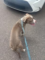 Found/Stray Male Dog last seen 40th Ave and McDowell area , Phoenix, AZ 85041