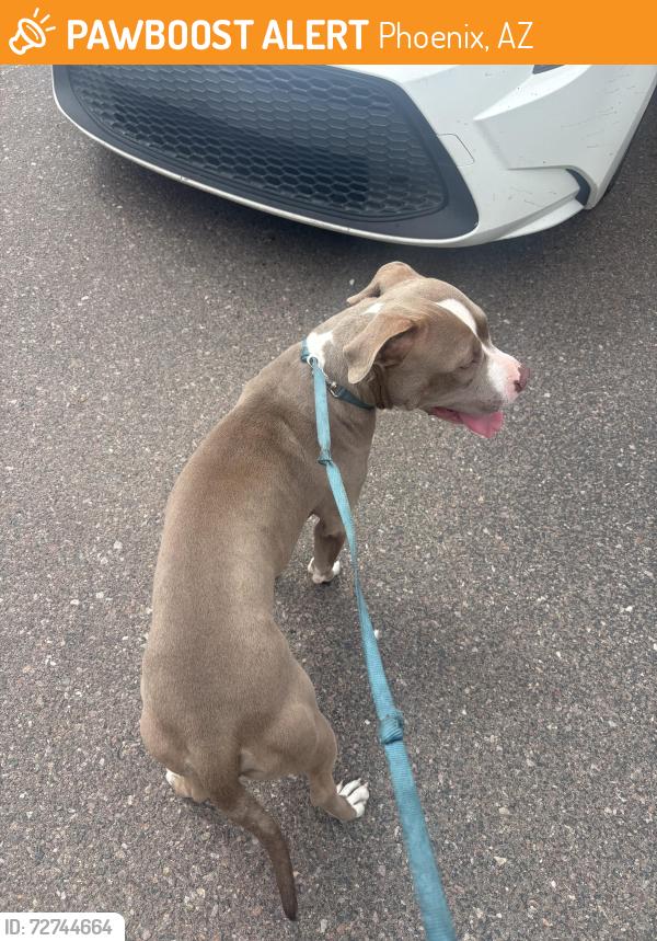 Found/Stray Male Dog last seen 40th Ave and McDowell area , Phoenix, AZ 85041