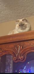 Lost Female Cat last seen West lindsey and Wylie or west lindsey mcgee, Norman, OK 73069